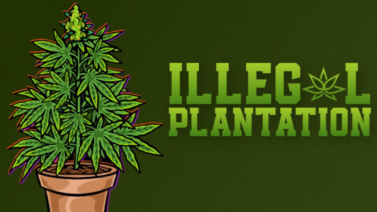 Illegal Plantation Türkçe Yama kapak görseli